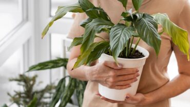 Eco Friendly Gifting NK Greens