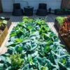 terrace gardening expertise NK Greens