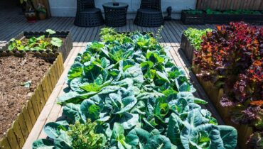 terrace gardening expertise NK Greens
